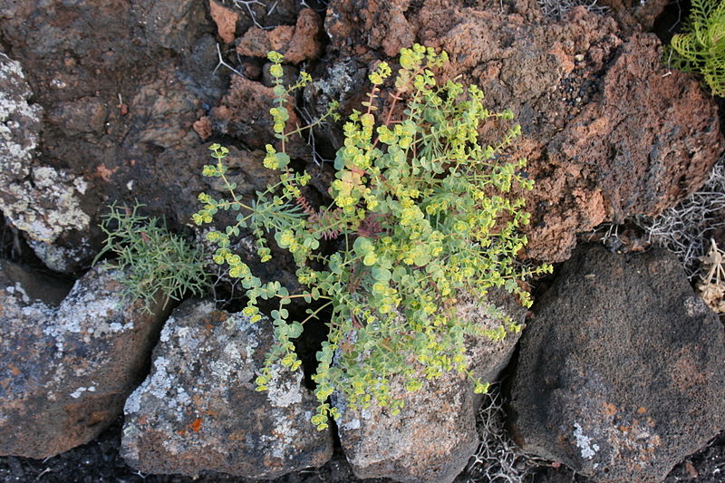 Euphorbia_segetalis